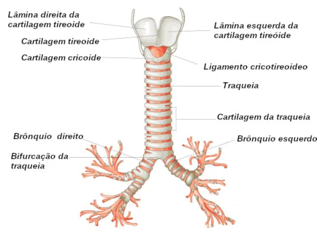 Traquéia