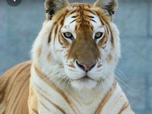🐯