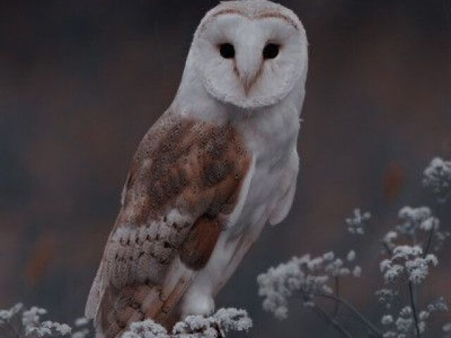 Coruja 🦉🦉