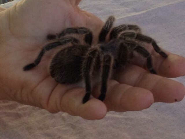 Uma aranha grande e peluda