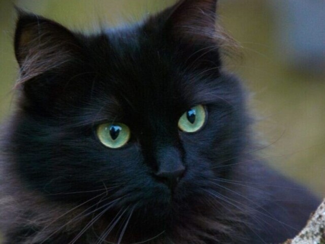Um gato