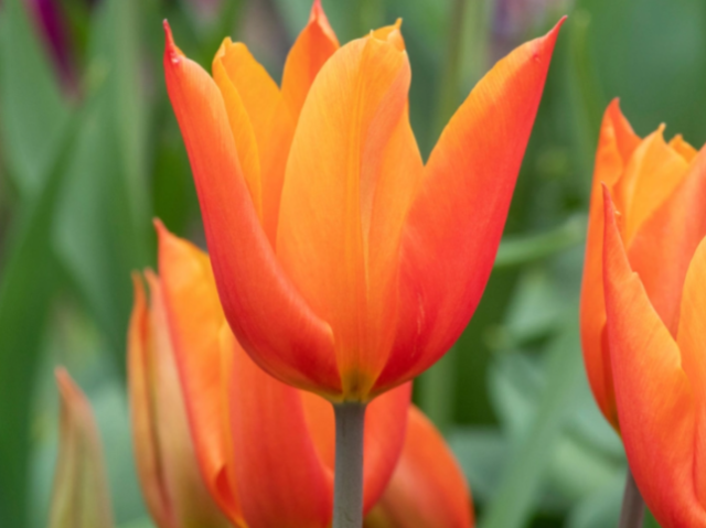 Tulipa