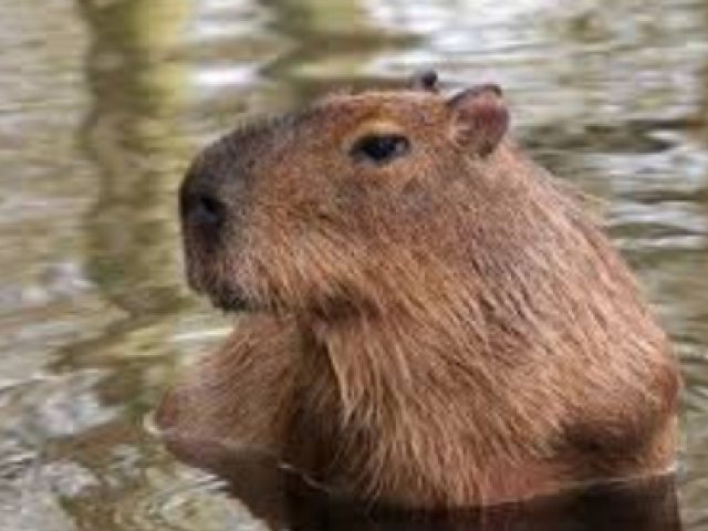 Capivara