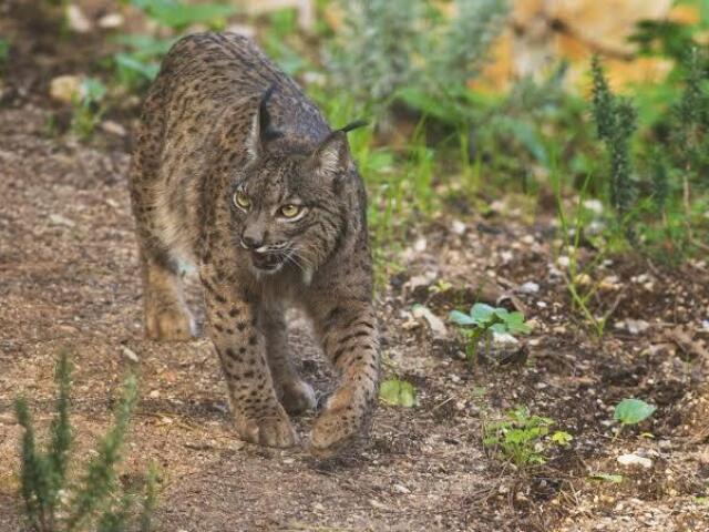 Lince