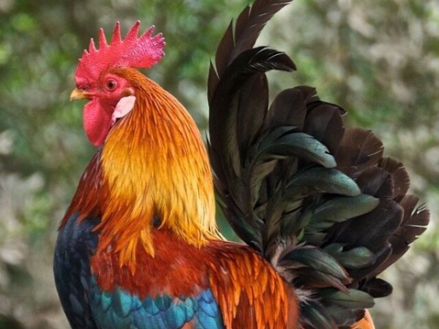 Galo