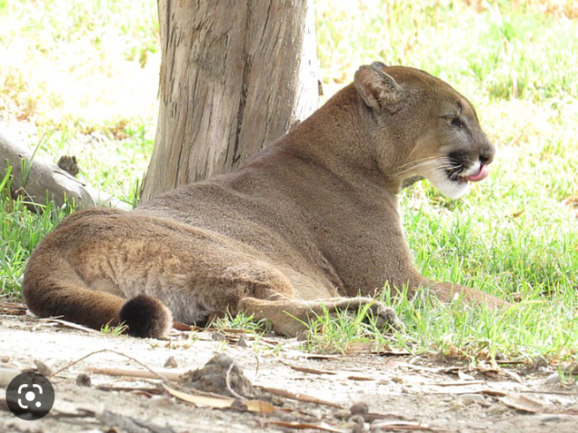 Uma puma pra te ajudar a caçar 😝