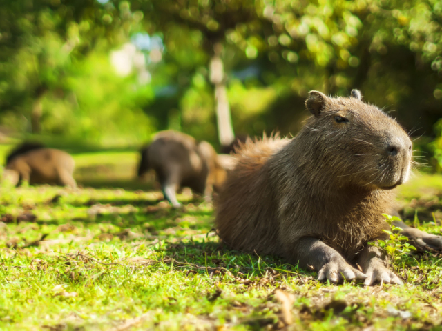 capivara