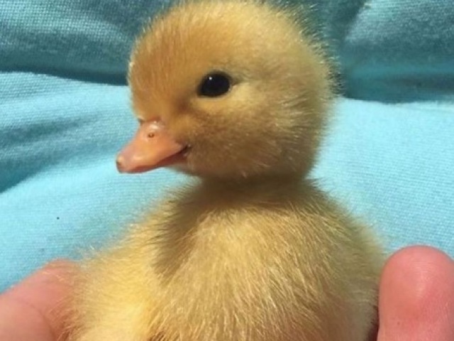 quack