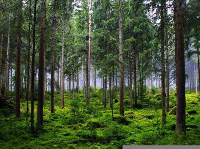Floresta