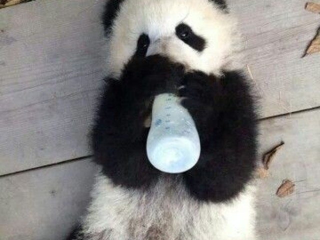 Urso panda