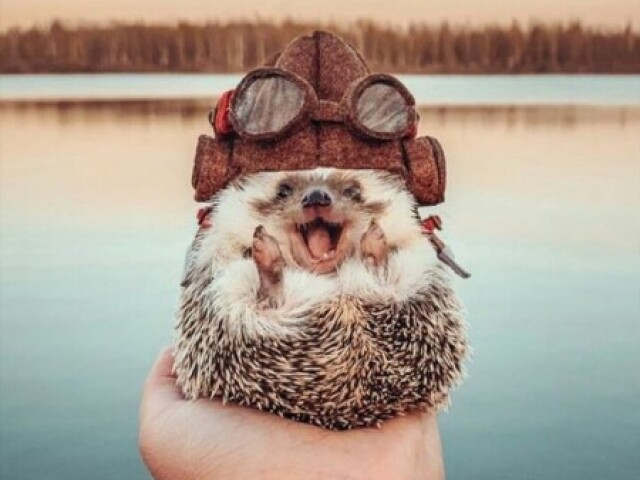 Porco espinho