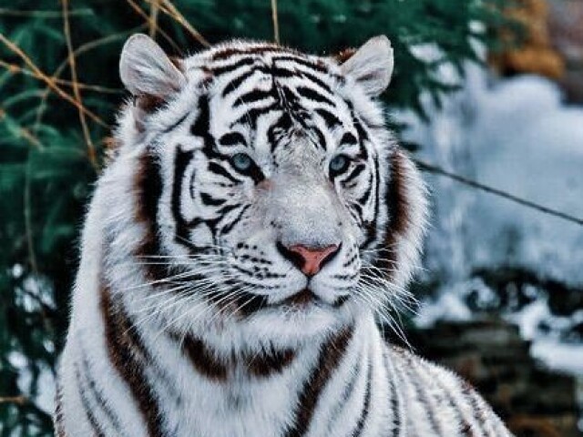 Tigre Albino