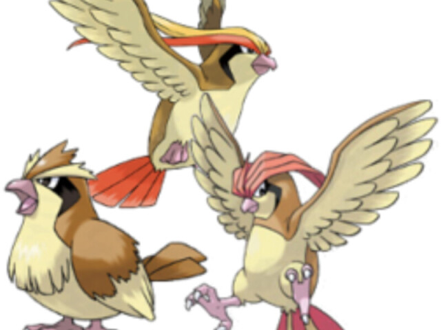 Pidgey > Pidgeotto > Pidgeot