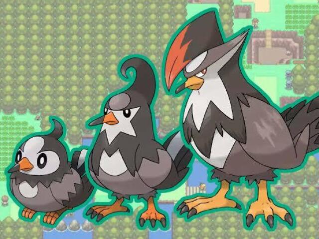 Starly > Staravia > Staraptor