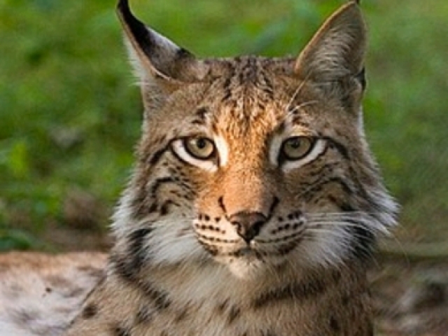 Lince