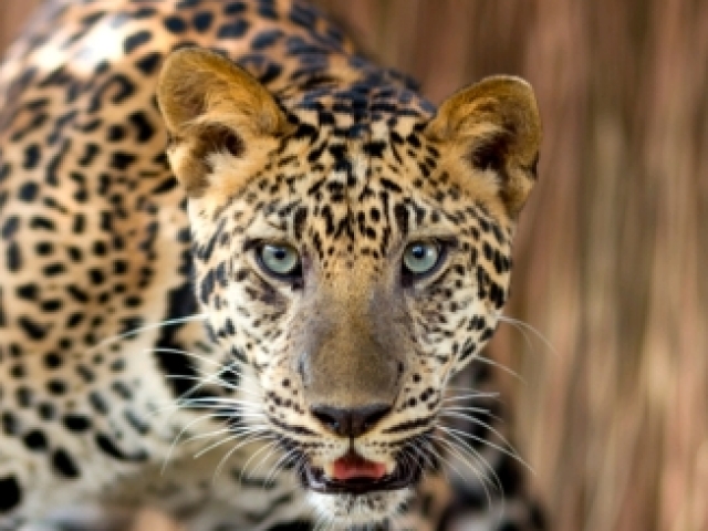 Leopardo