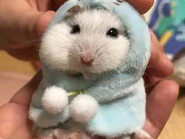 Hamster