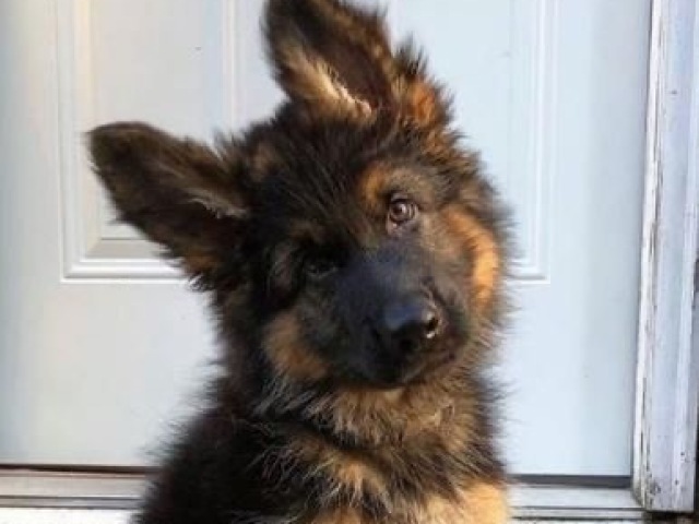 German shepheard