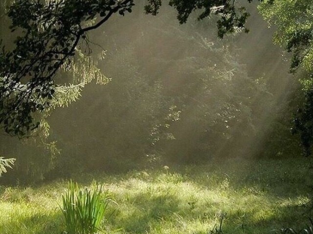 Em uma floresta, cercada de natureza.