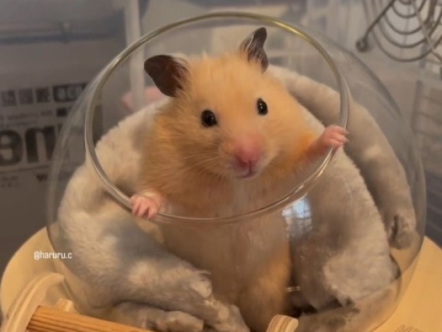 Hamster