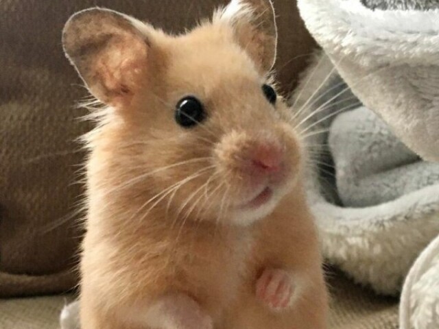 Hamster