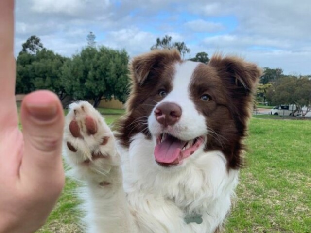 Border Collie