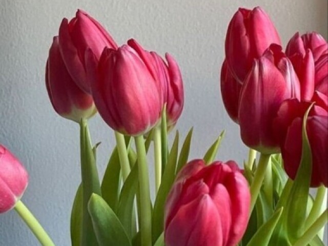 Tulipa