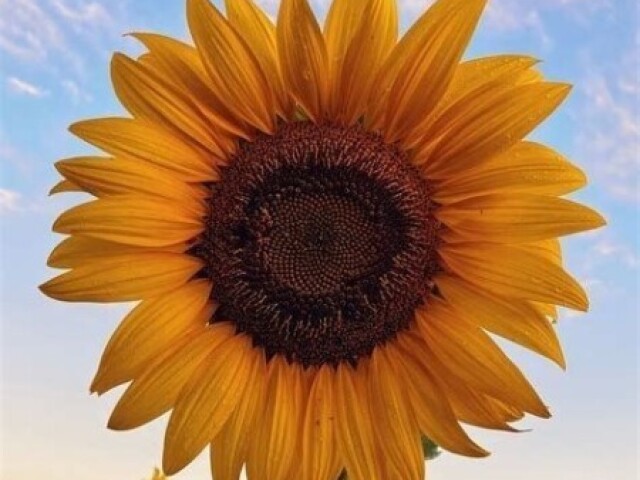 Girasol