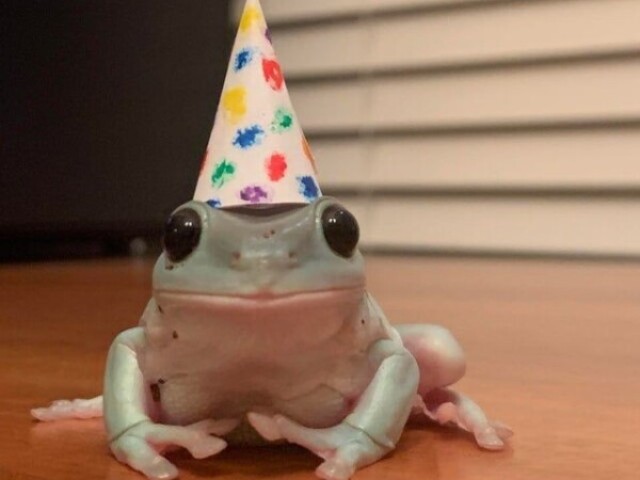 Sapo🐸🎉