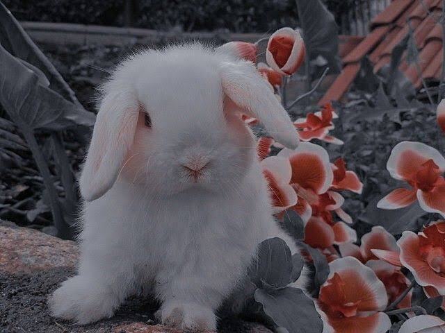 Rabbit<3🐰🐇{Se vc ñ entendeu o nome é coelho}