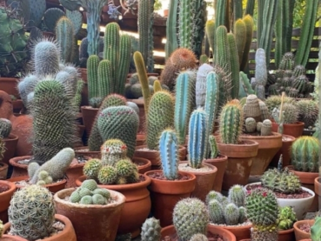 Cactos