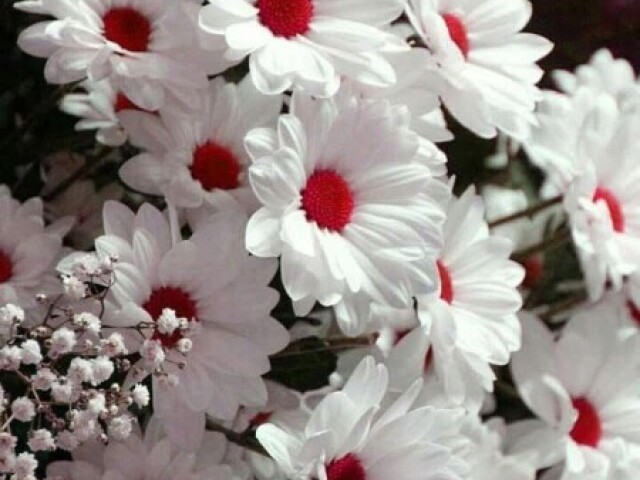 Leucanthemum