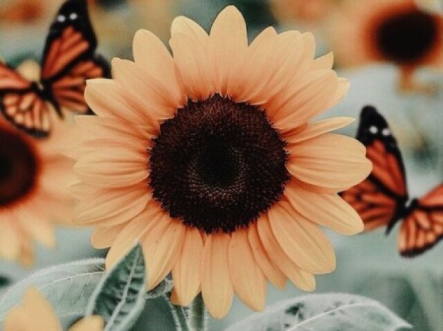 Girasol