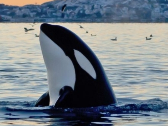 Orca