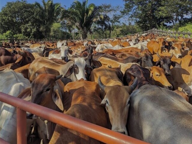 Agricultura e pecuária