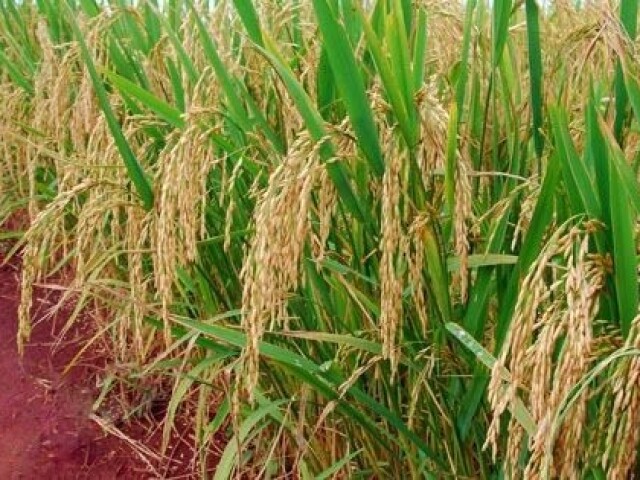 Pedaço de terra que une duas plantações