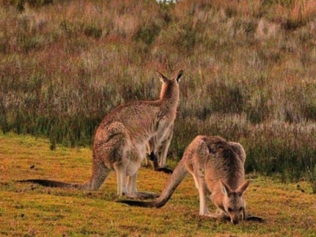 Austrália🇦🇺