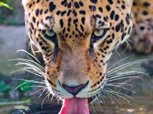 Leopardo