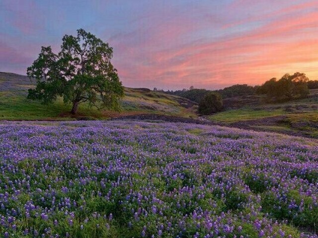 Campo
