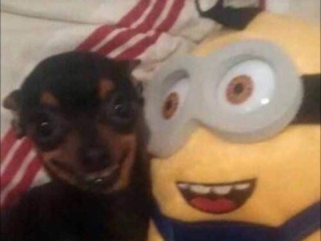 Pinsher com minion