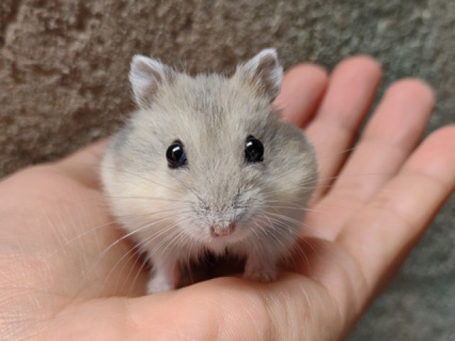 Hamster