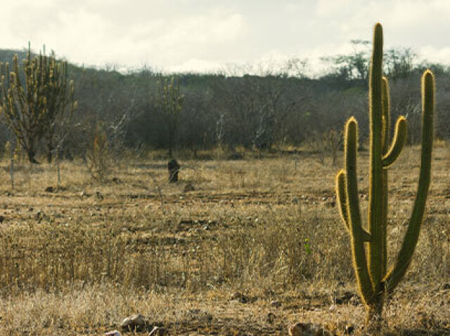 Cerrado