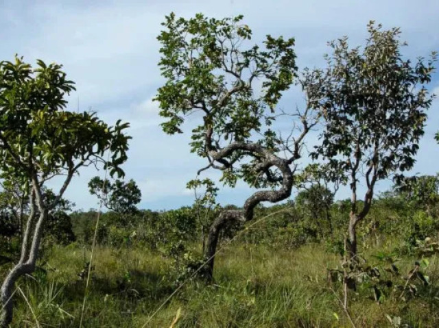 Caatinga