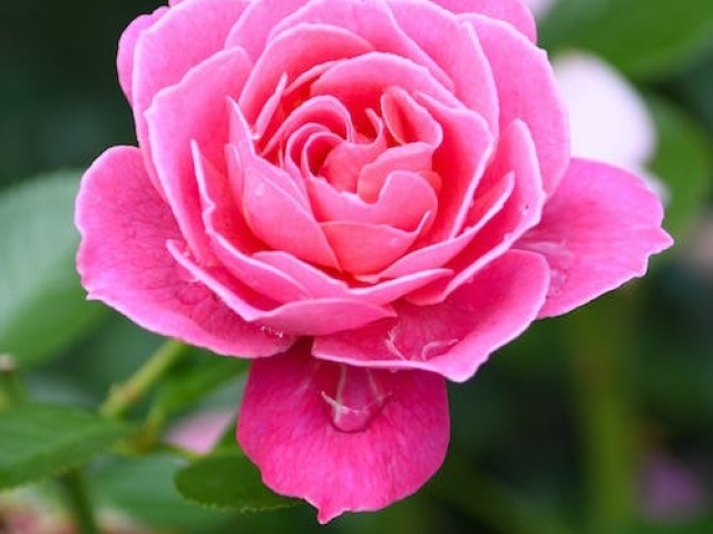 Rosa