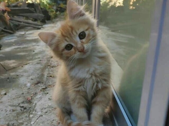 ~•Gatinhos•~