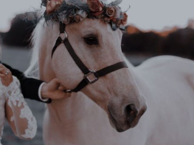 Cavalo