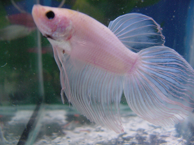 Peixe betta