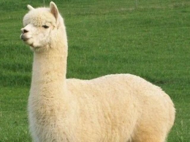 Alpaca