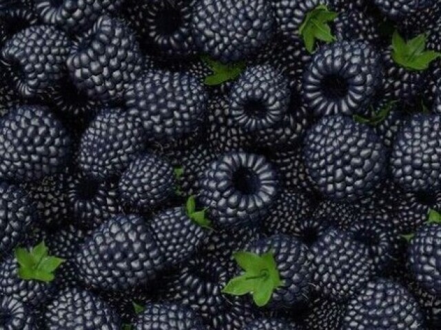 Framboesa negra 🖤