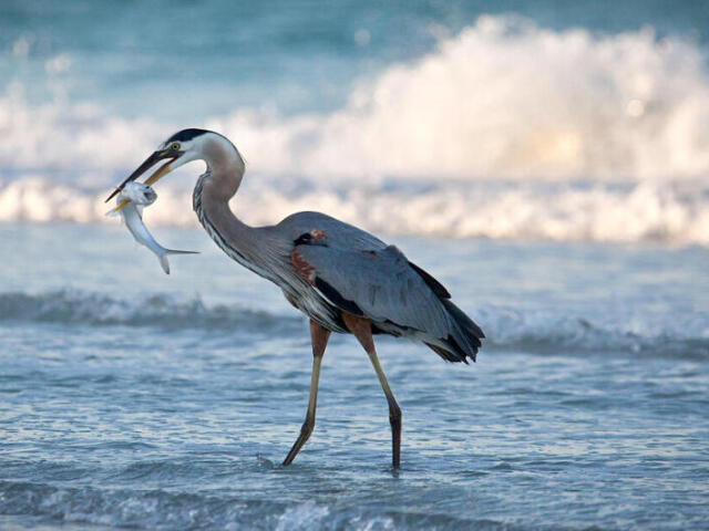 Pássaros (geral) 🐦